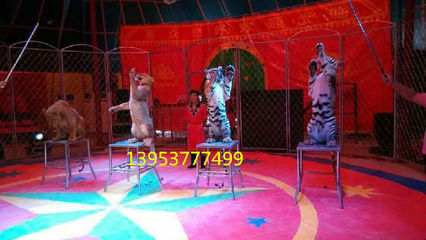 馬戲團表演咨詢 雜技表演出租 死亡輪表演出租