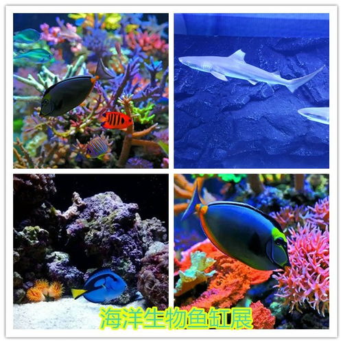 東陽當(dāng)?shù)伛R戲團(tuán)表演租賃