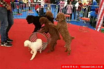 租賃馬戲表演價格咨詢許昌市