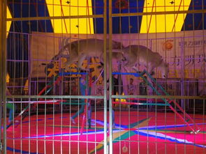 馬戲團表演出租暖場互動價格