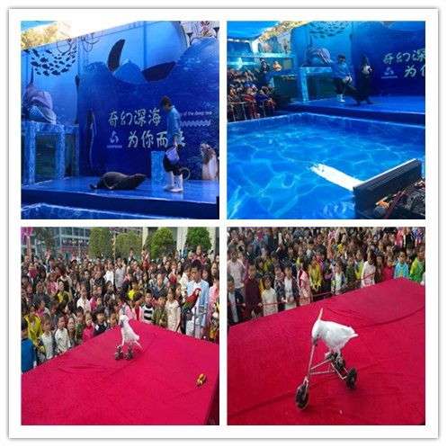 遼寧蓋州市馬戲團表演出租當地