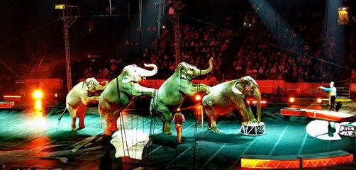 俄羅斯皇家馬戲團(tuán)馬戲團(tuán)租賃方案