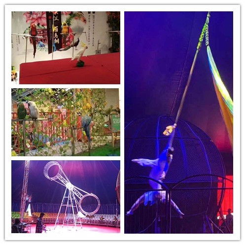 溧陽市羊駝出租袋鼠租賃海洋展出租