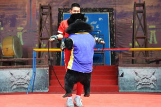 出租小馬戲表演現場人氣爆棚興義市