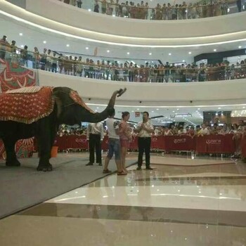 恩施州附近馬戲團(tuán)表演出租哪里有