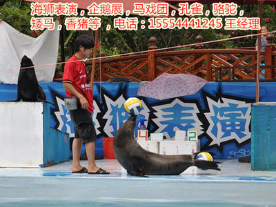 租賃海獅表演、馬戲團表演、-嘉興市