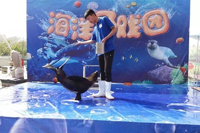 大冶市極地小可愛企鵝海獅拜年出租 馬戲團(tuán)租賃服務(wù)點(diǎn)亮佳節(jié)氛圍