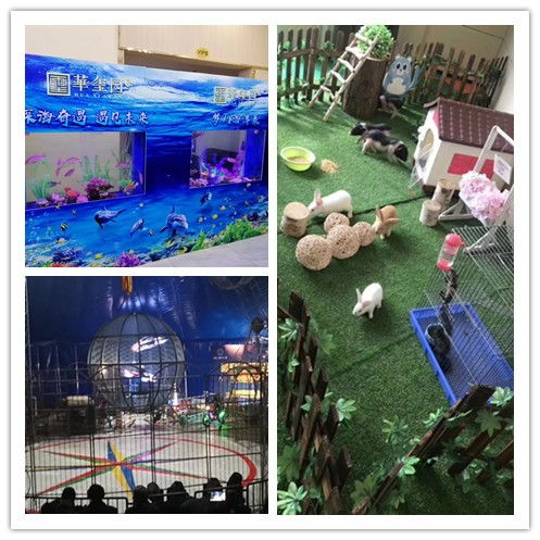 合作市鱷魚表演出租現(xiàn)場(chǎng)人氣爆棚，馬戲團(tuán)新增猴子、獅子、老虎、山羊演出租賃