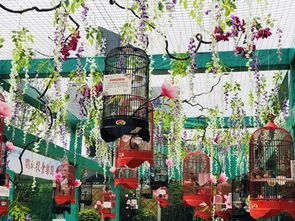 成功案例分享 租賃海獅展覽與馬戲團(tuán)表演合作指南